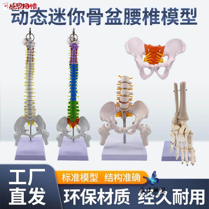 动态迷你腰椎骨盆模型关节可活动人体骨骼P小女性脊柱骶髂教学骨