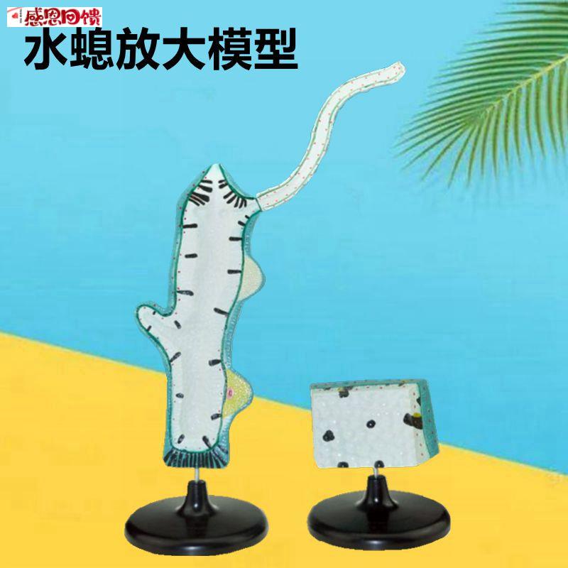 水螅模型腔肠动物x海洋生物中学教育装备科普馆展示螅形目水螅科