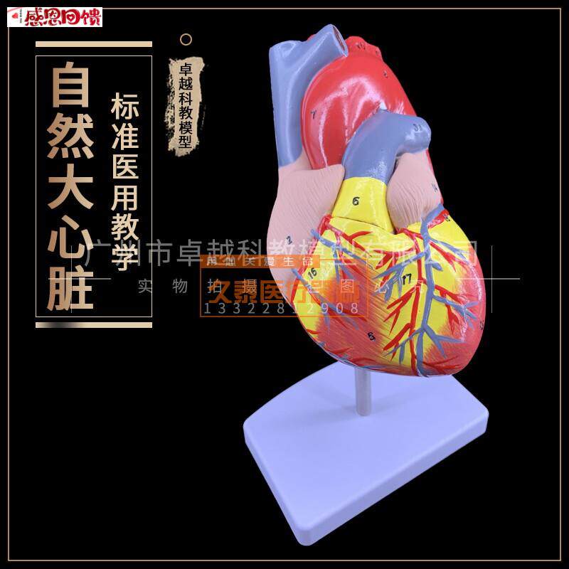 1:1人体心脏模型BI超彩超声医用心内科内脏解剖教学模具自然大心