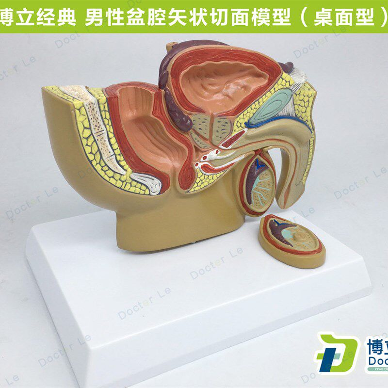 人体小型男性f前列腺模型盆腔睾丸前型男科泌尿科生殖系统生殖器