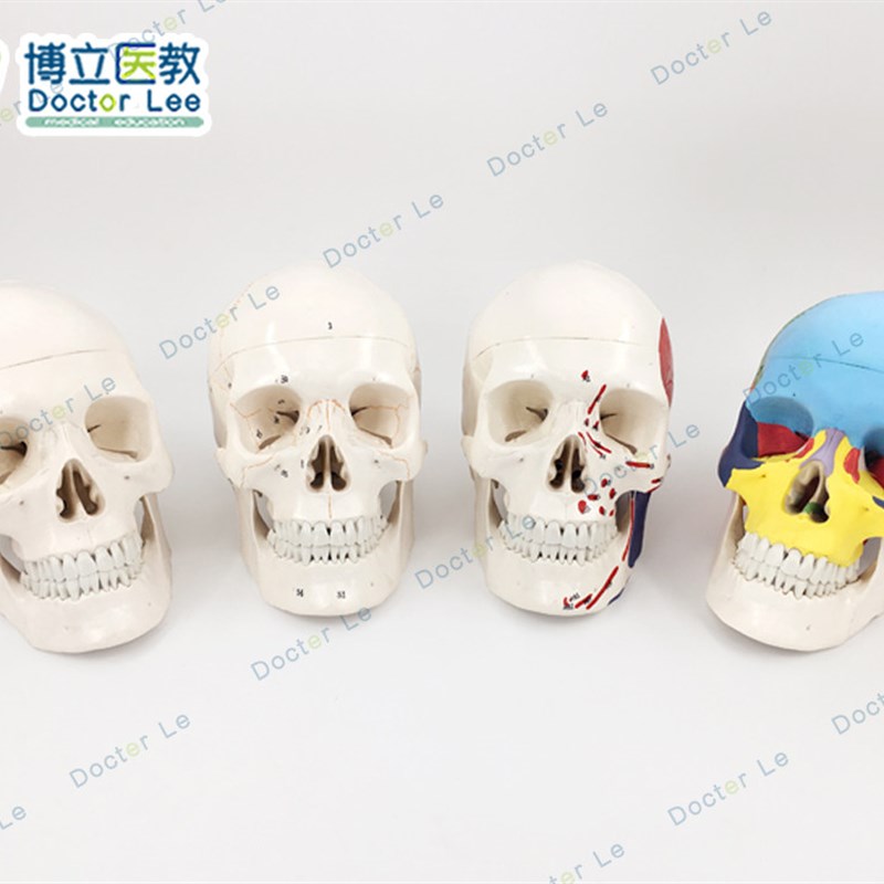 医用人体头骨模型 头颅骨模型骷髅头模型可拆卸口Z腔模型美术