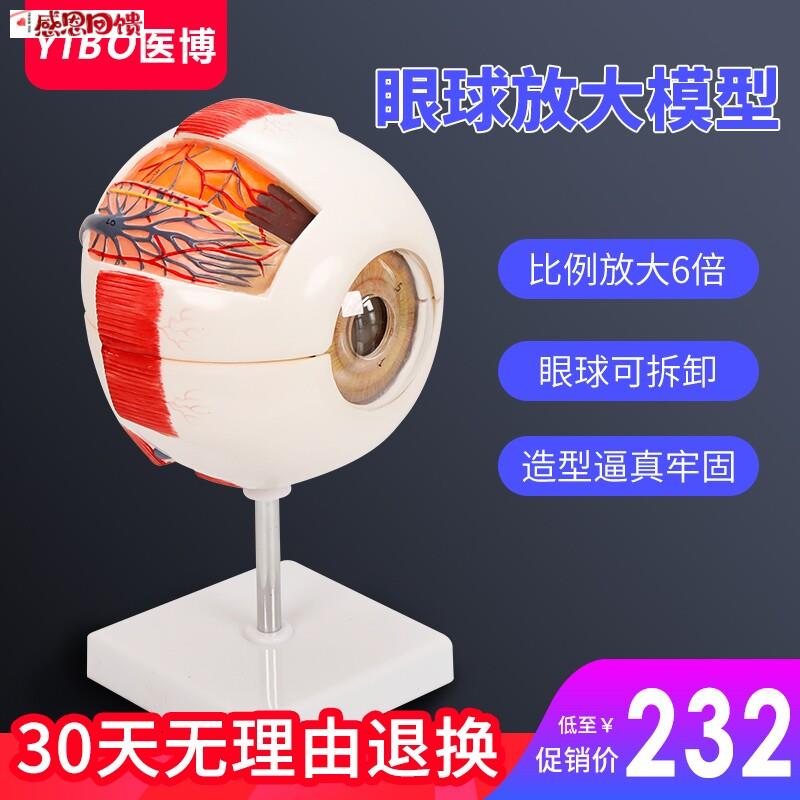 人体眼球模型 眼睛眼球结构解刨模型医用 人体眼睛h放大模型教