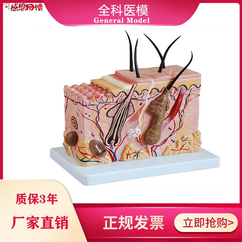 皮肤结构放大模型中型组织层次立体构造微整形美容Q医教学模具玩