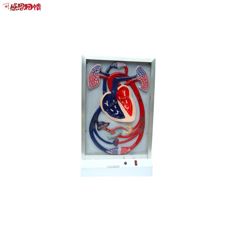 心脏博动与血液循Q环电动模型 电动心脏博动与血液循环演示模