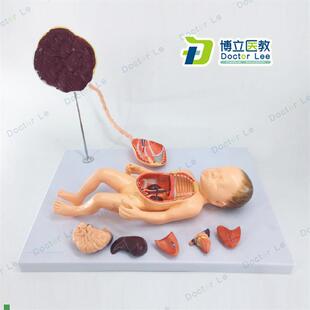 胎儿血液循环模型出生婴儿脐带胎盘模型婴儿内脏Z可拆卸组装