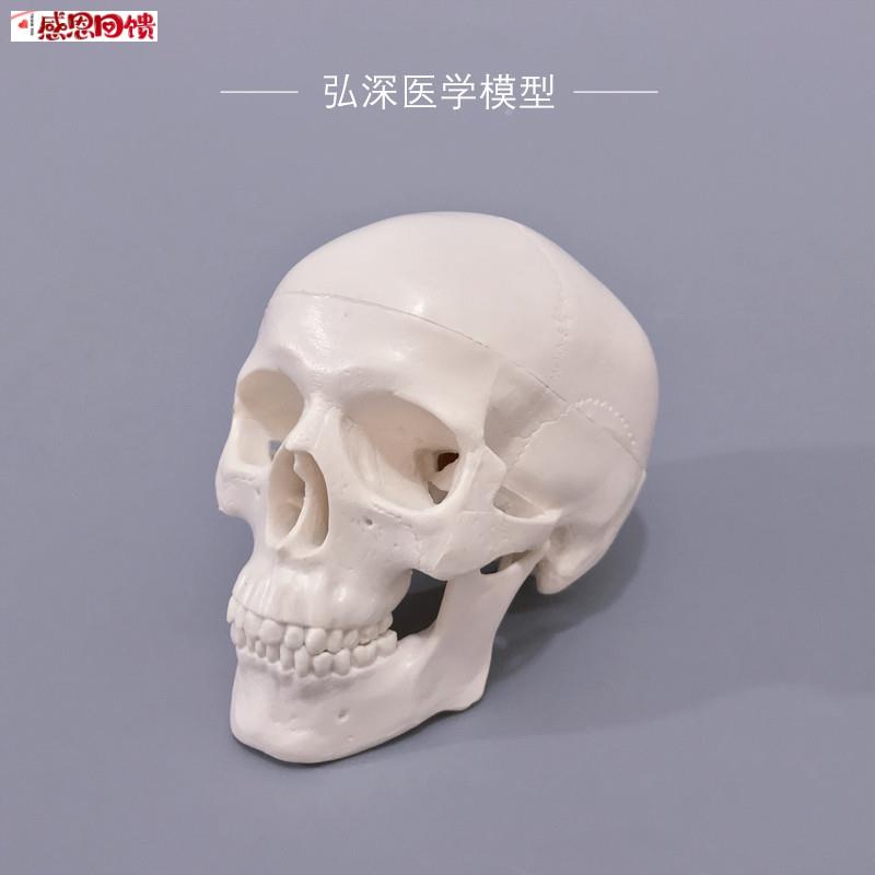 人体头骨模型缩小型T号迷你可拆卸骷髅头美术素描画道具医学生教