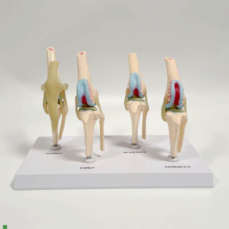 犬膝关节模d型健康病理变化软骨韧带宠物医院用兽医仿真动物骨损