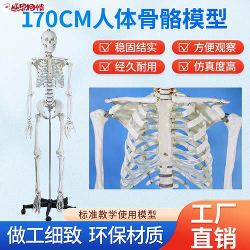 170CM医学F全身人体骨骼模型骨盆瑜伽关节可拆卸解剖结构骨架标