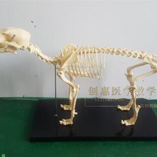 骨科器械狗骨骼标本模型宠物动物狗猫犬教O学骨架骨头骨骼模型