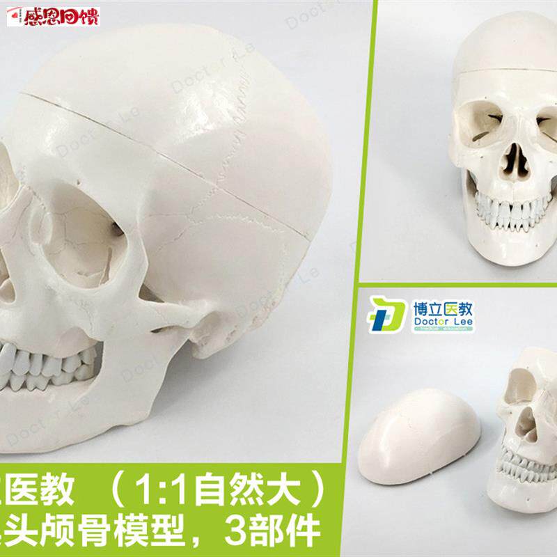 医用人体头骨 S1:1头颅骨模型艺术素描骷髅头模型可拆卸口腔模