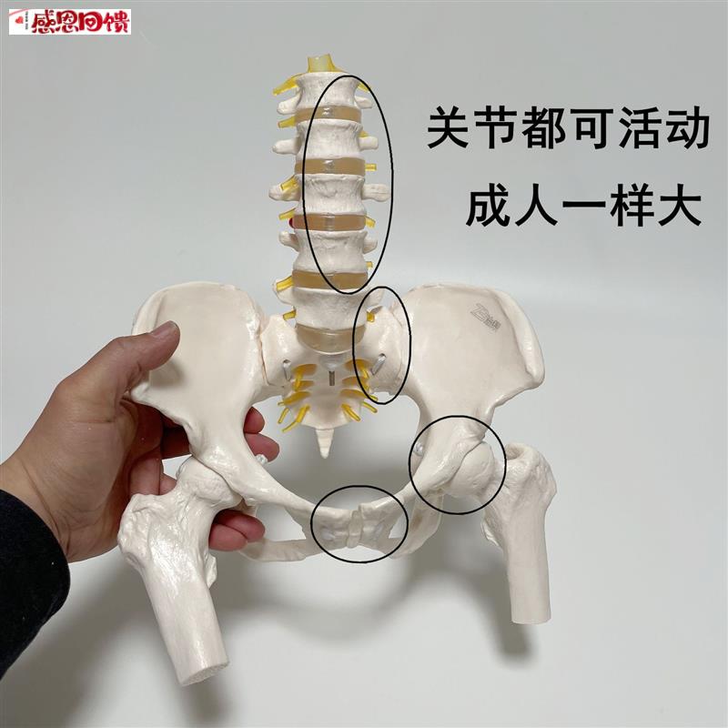 动态腰椎带骨盆模型脊骨u错位演示耻骨联合骶髂关节可活动产康培
