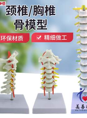 教学彷真人体1比1脊柱骨骼模型颈椎枕骨P骨血管胸椎神经腰椎间