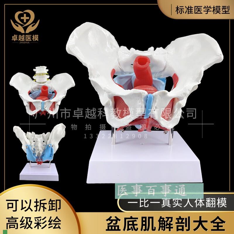 女性骨盆模型及盆底肌模型子宫模型I盆骨分娩助产教学人体模型