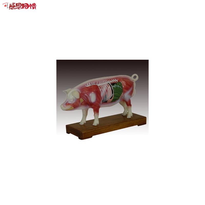 中医动物猪体G针灸模型穴位解剖练习训练模具标