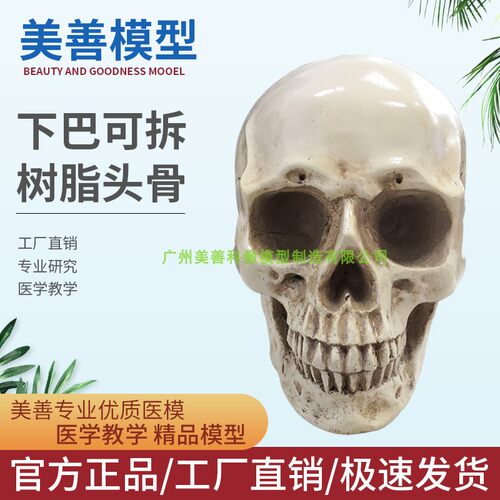 美术素描艺用头骨绘画模型人体头骨模型树脂骷髅头办W公摆件工艺