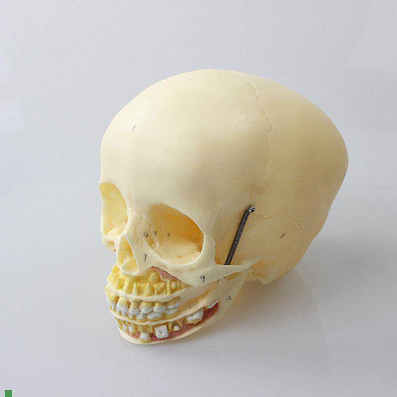 瑞泰医学模型儿童头骨上颚下颌z骨口腔牙齿1比1仿真婴儿颅骨囟门