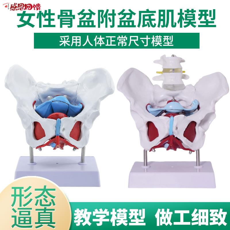 盆底肌模型 产后恢复女性骨盆肌肉及子宫盆骨分r娩助产教学模