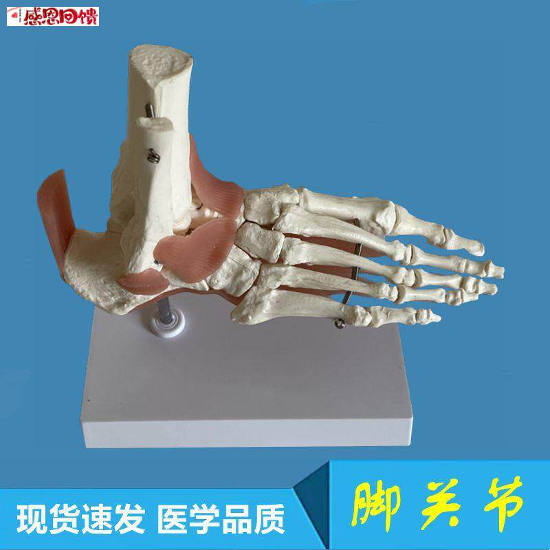 脚骨模型跟骨踝关节足底肌腱韧带跖筋膜成人1比1足骨U活动医学教