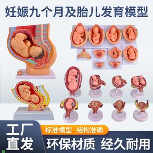 妇产科女性盆腔附足月胎儿模型妊娠E发育九个月胎儿子宫生殖模型