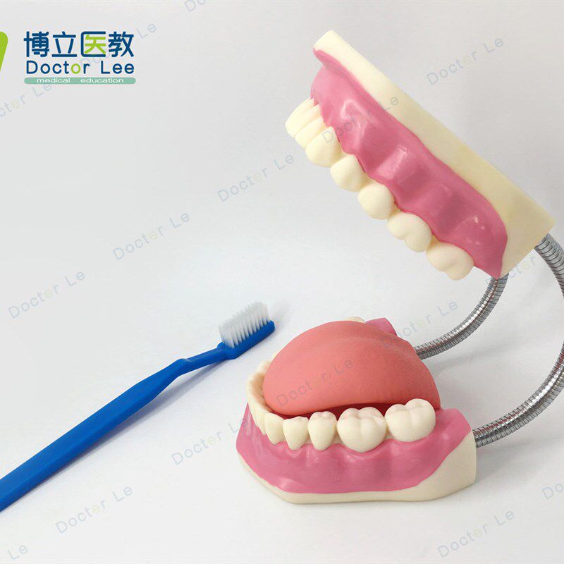 6倍放大口腔保健护理模型标准牙模D教具儿童刷牙玩具牙齿牙科演示