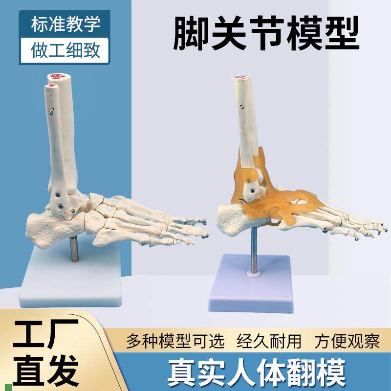 脚关节模型脚骨模型脚部骨骼构造模型足部踝关节腓V骨趾骨结构教