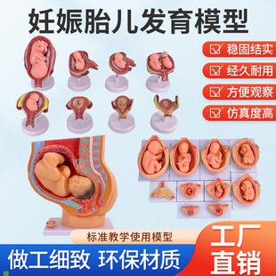 妊娠胚胎发育过j程模型模型子宫生殖模型婴儿胎儿妊娠九个月模型