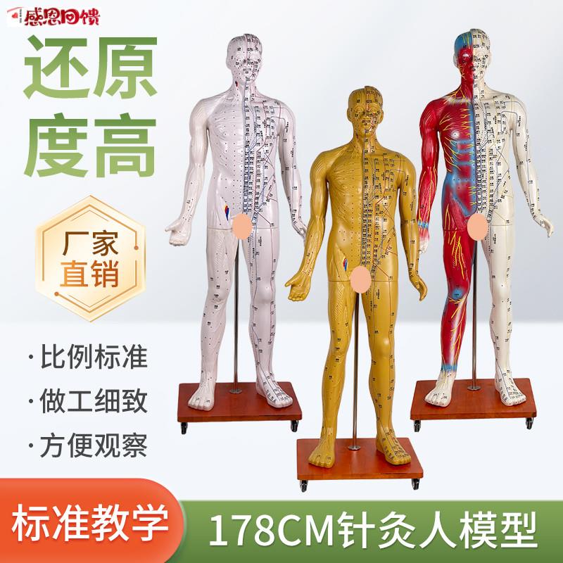人体穴位模型178CM半肌肉显示针Z灸模型肌肉解剖 成人11经络模