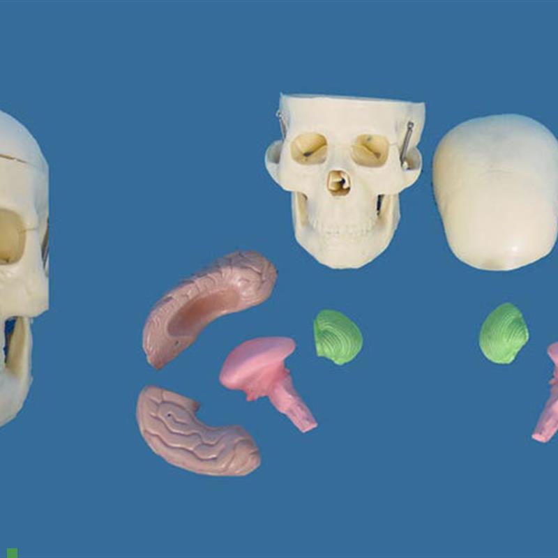 包邮中型头骨带脑模型骷髅头骨骼骨架教学R医用人体标本模型
