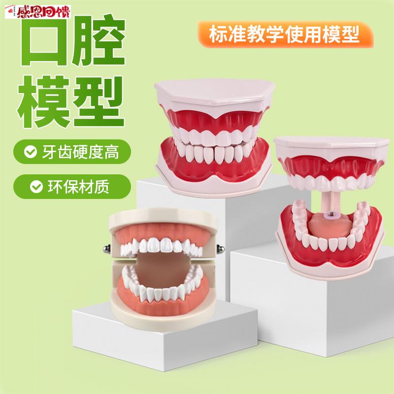 牙齿模型幼儿园早教刷牙模具标准两倍假牙科C儿童宝宝口腔教学道