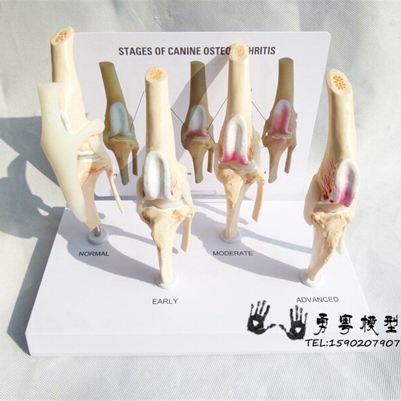 狗骨膝关节 g模型 狗关节 犬关节 健康关节教学演示对比模型