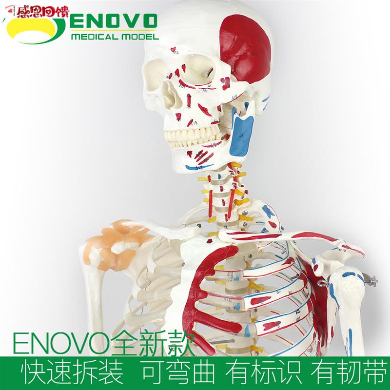 ENOVO颐诺170CM骨骼肌肉U模型 医学解剖教学器材 脊柱弯曲健身瑜