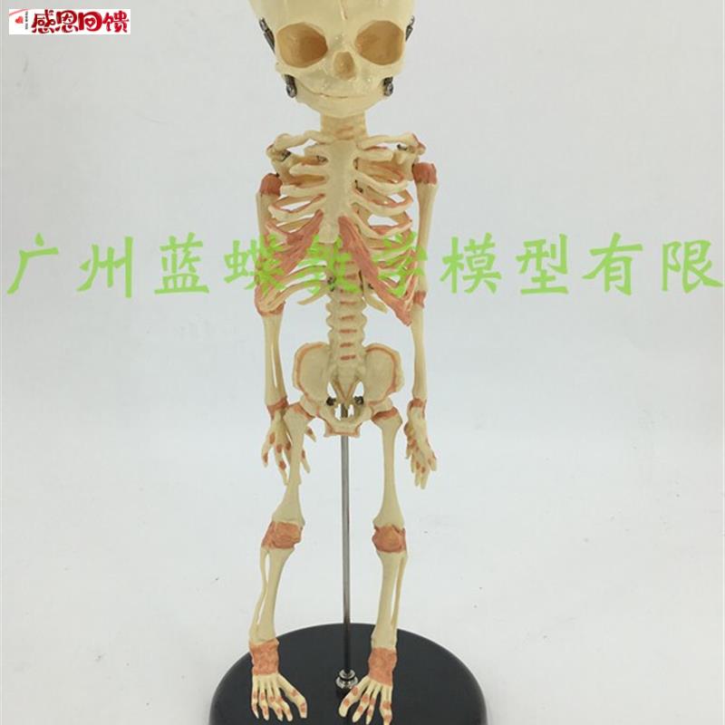 婴儿骷髅模型 婴儿骨S骼模型幼儿骨架人骨模型 素描人体教