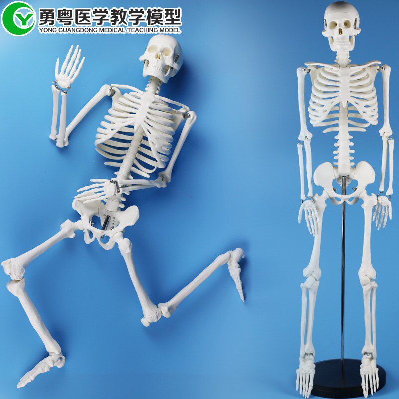 人骨架85CM骨骼模型带圆塑座,人体模L型,医学教具,教学模型