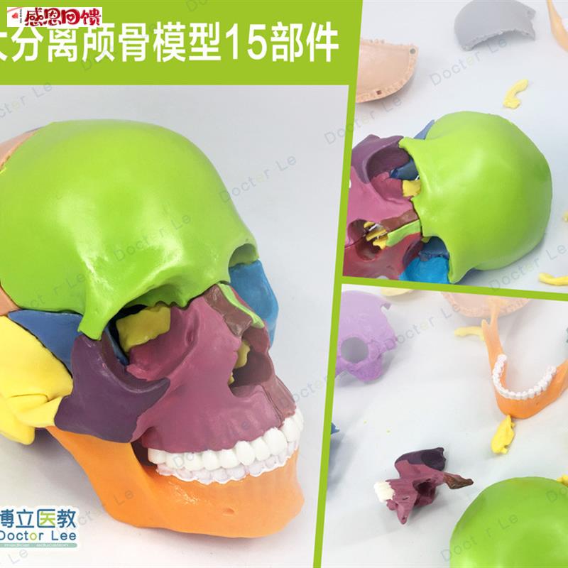 4D迷你彩色分离头j颅骨拼装骷髅模型人头骨原色款美术绘画万圣