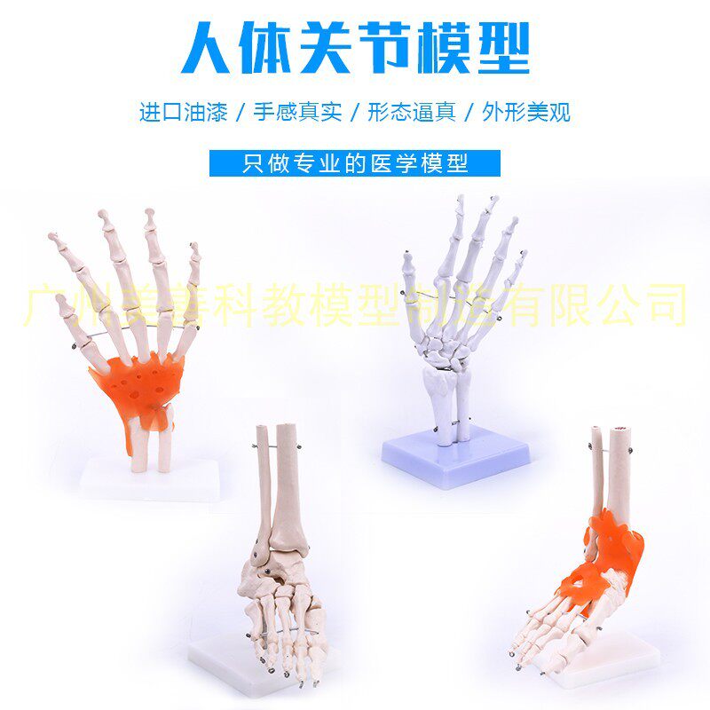 人体手骨模型 手关节附韧带模型 手指骨骼模型 手V部手掌骨骼模型