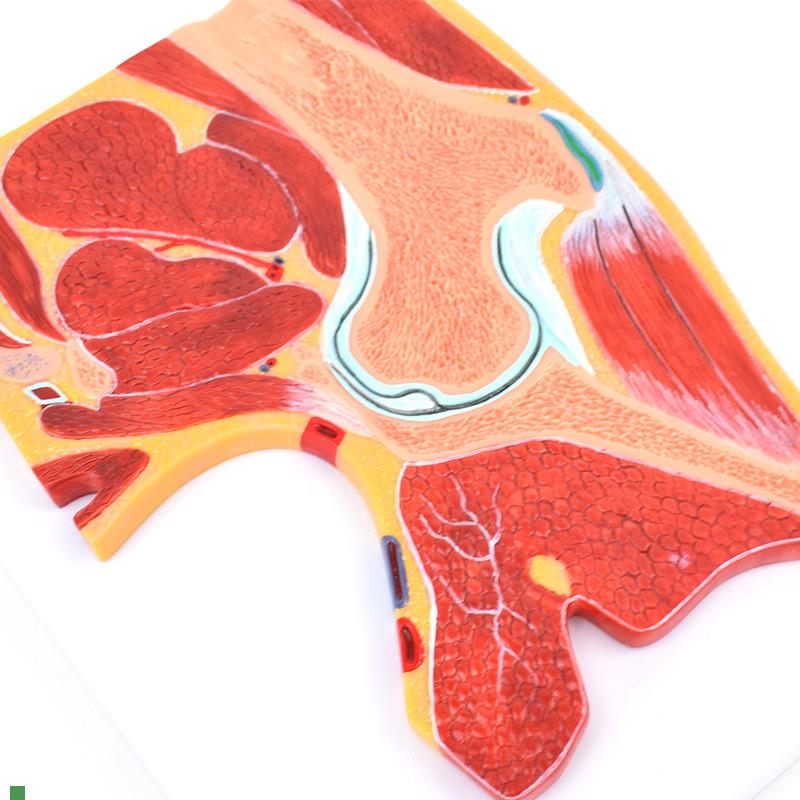 ENOVO颐诺医学解剖髋关节骨骼肌A肉模型髋关节剖面髋关节构造MRI