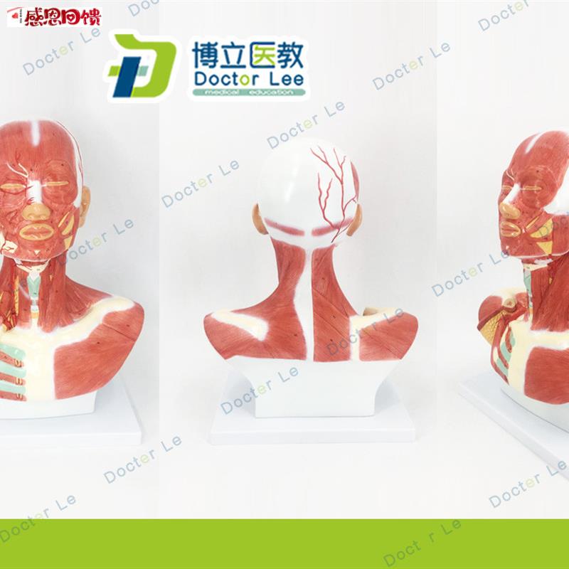 头颈部肌肉解剖模型 头部神经血管模型 胸部肌f肉 人体肌肉模