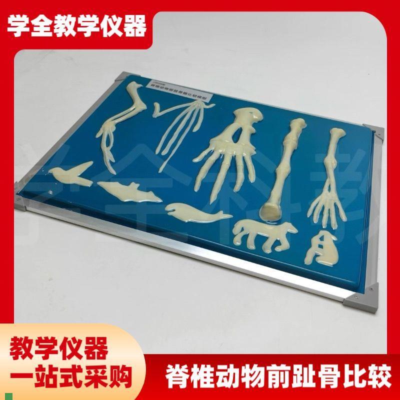 脊椎动物骨骼模型前肢标本比较生物课实验展示器S初中高中教学仪