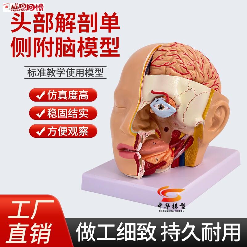 人体头部解剖模型 v头颅附脑动脉模型 眼球口腔咽枕骨颅底解剖模