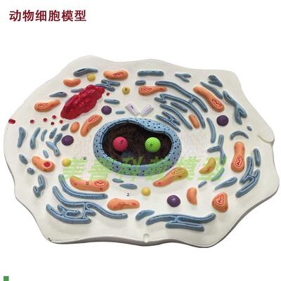 生物细胞模型手工动物细胞模型显微结构解剖模P型细胞膜4细胞质细