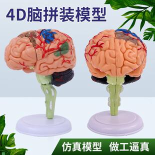 人体大脑b结构模型可拆装4d人体器官解剖教学模型小脑摆件演示学