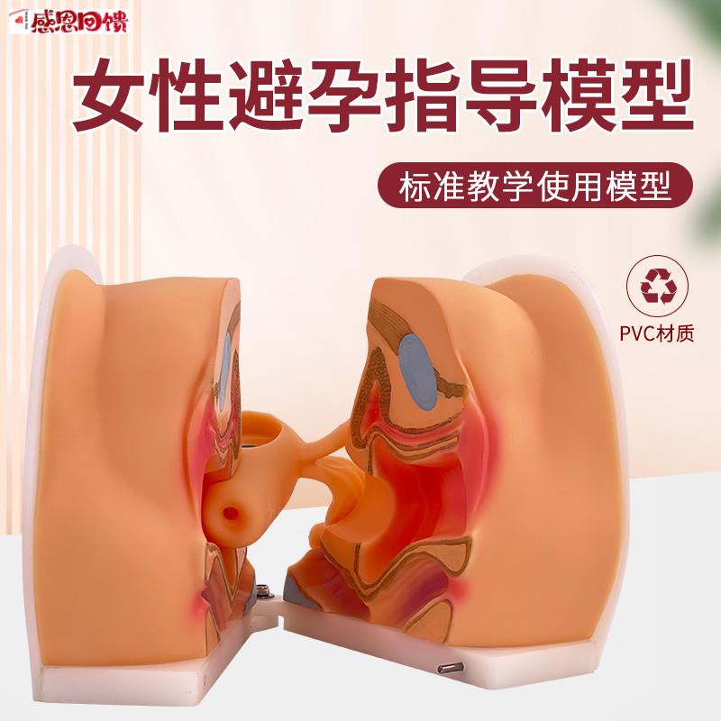 女性生殖解剖模型 宫颈子宫f阴道卵巢 妇科检查 生殖私密教学1比