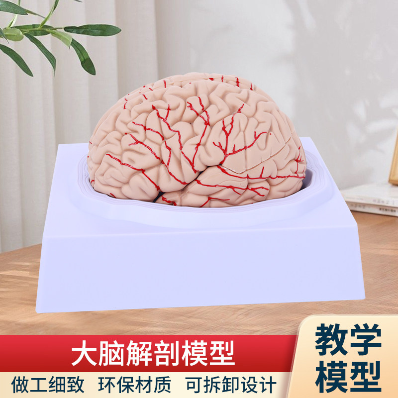 人体大脑解剖模型人体器官结构教学模E型4d小脑可拆装医院摆件讲