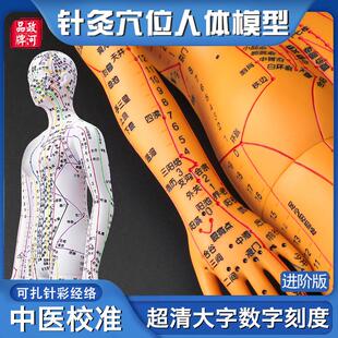 政河针灸c穴位人体模型人十二经络图扎针中医小皮人数字刻度铜全