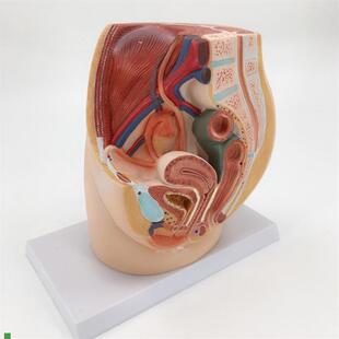 康泰模型b女盆腔盆底肌腹腔内脏泌尿生殖系统妇科家政培训产康修