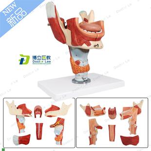 鼻口咽喉腔模型喉腔肌肉神经舌苔舌诊培训声乐X教学音乐教具