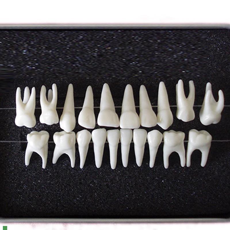 ENOVO颐h诺恒牙牙齿1:1模型成人牙列牙齿模型