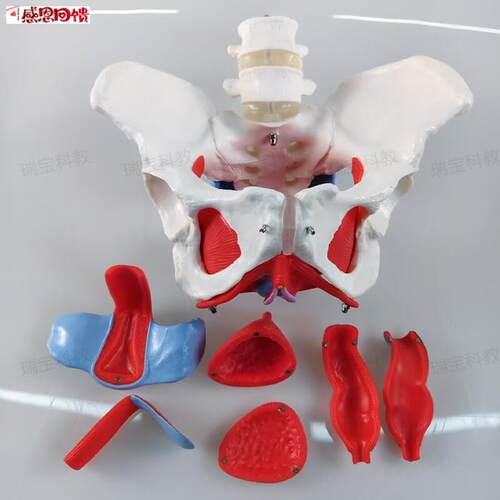 女骨盆模型盆底肌筋膜生殖泌尿器官产康培训家政q月嫂月子产后康