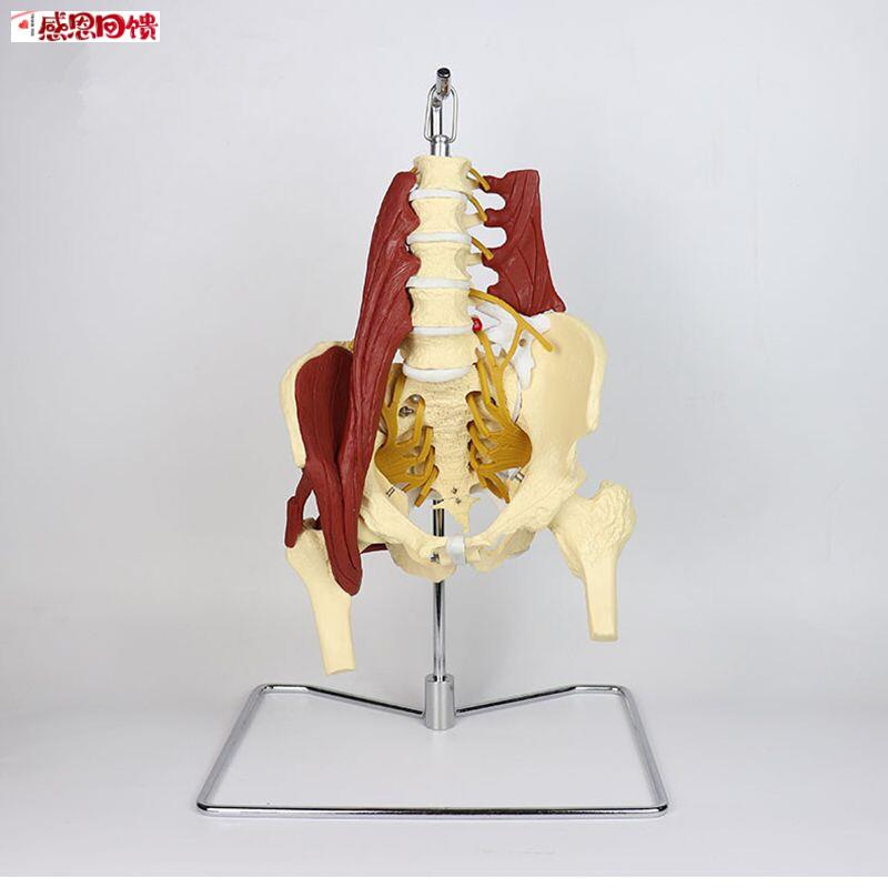 腰椎附肌肉模型盆底q肌坐骨神经腰大肌盆腔肌肉正骨产康培训医用