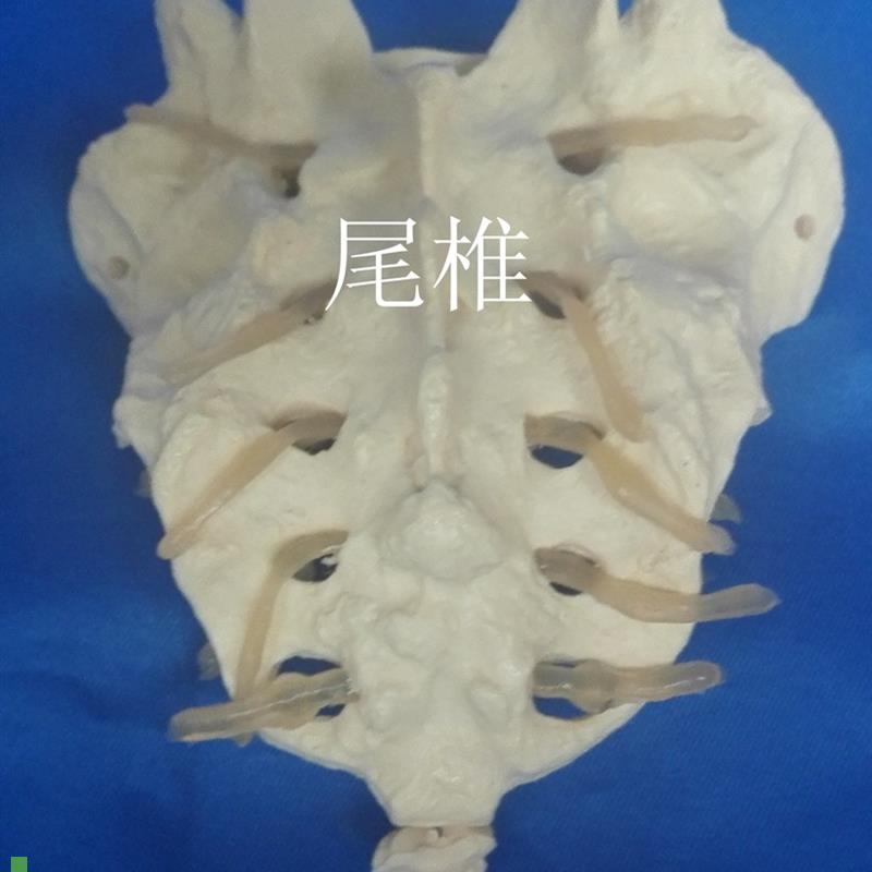 人体1:1骶骨椎模型骨H骼骨架医用教学模型